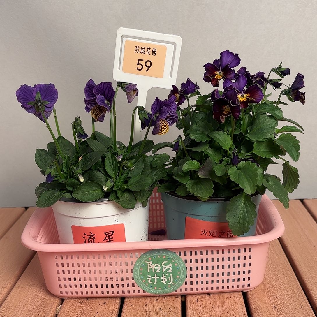 大部分开放少量花苞59