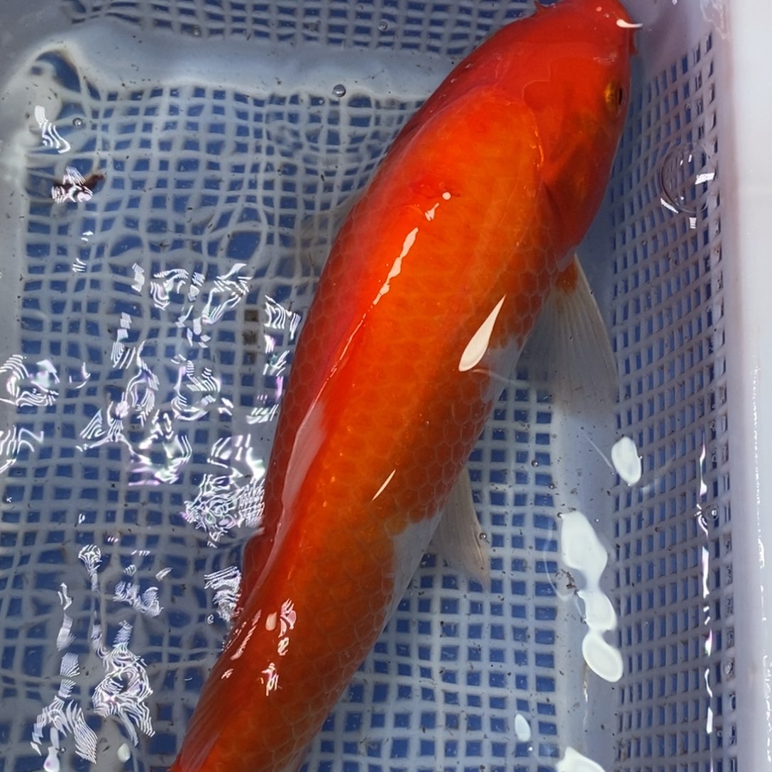 海水鱼冷水锦鲤包邮