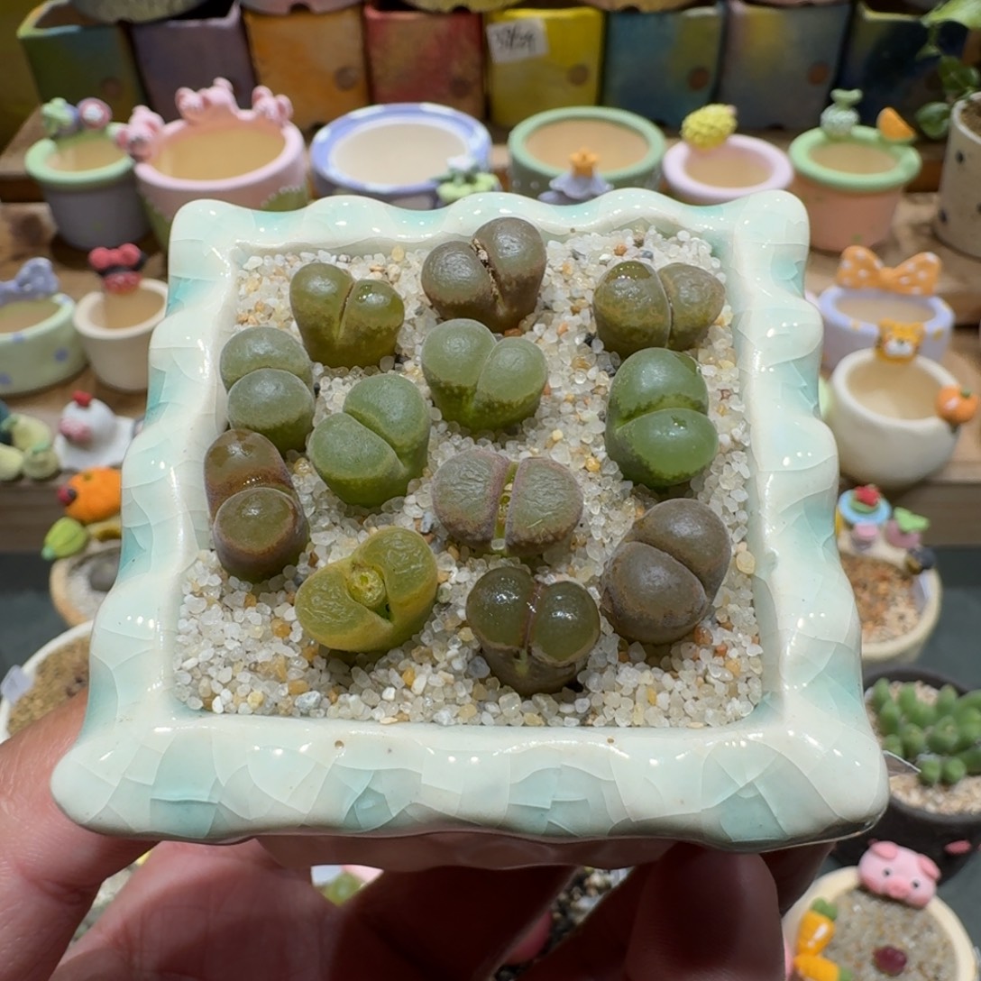 奕***艺蘑菇1200风铃多肉植物