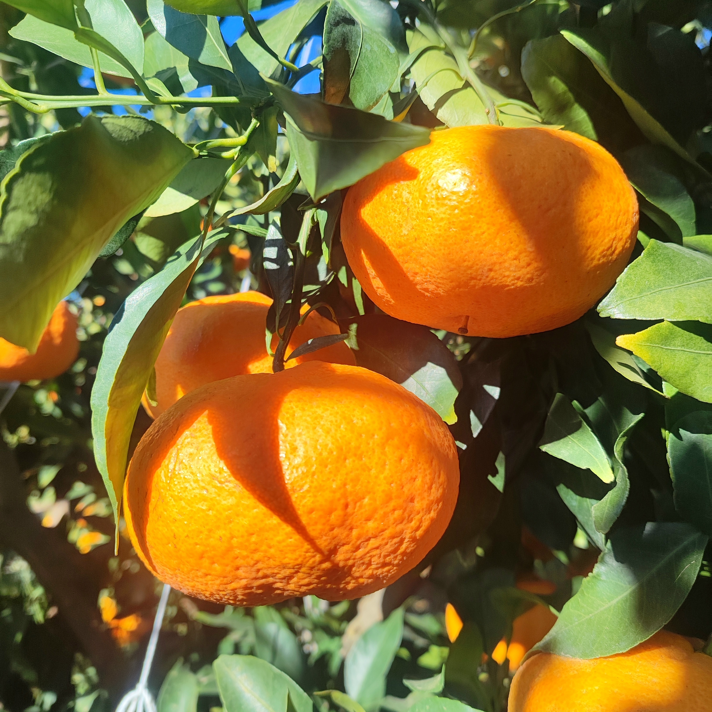 【带绿叶发货】宾川甘平柑橘皇后 当季水果爆甜多汁新鲜采摘直发