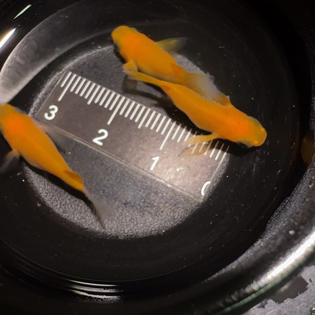 青鳉鱼一物一拍322