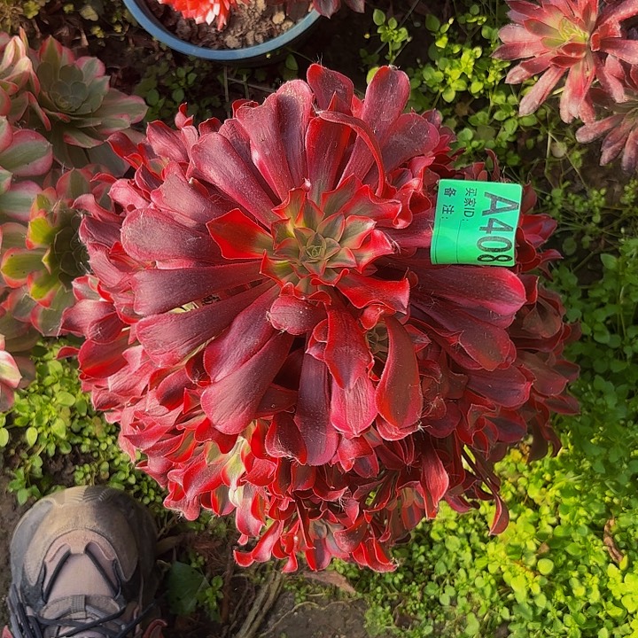 美杜莎8-34-408偏远不包邮