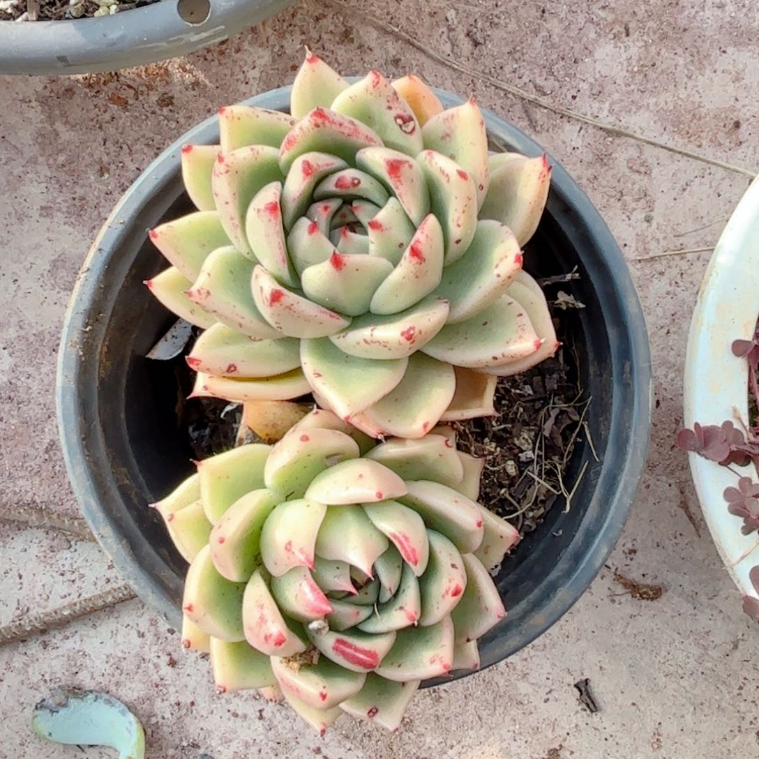 东云杂。  9.9。