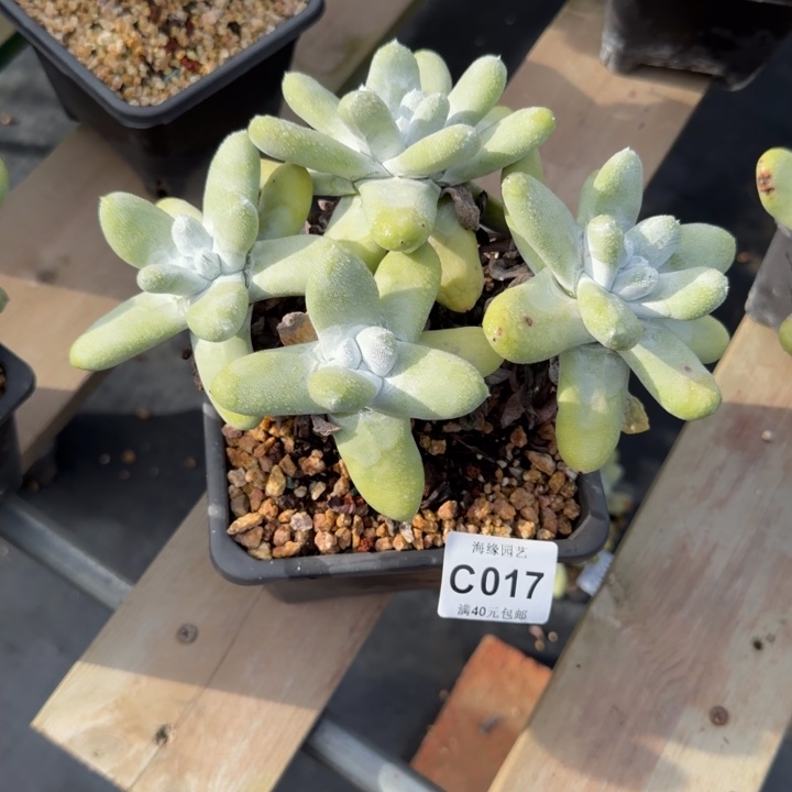 拇指仙女杯多肉植物