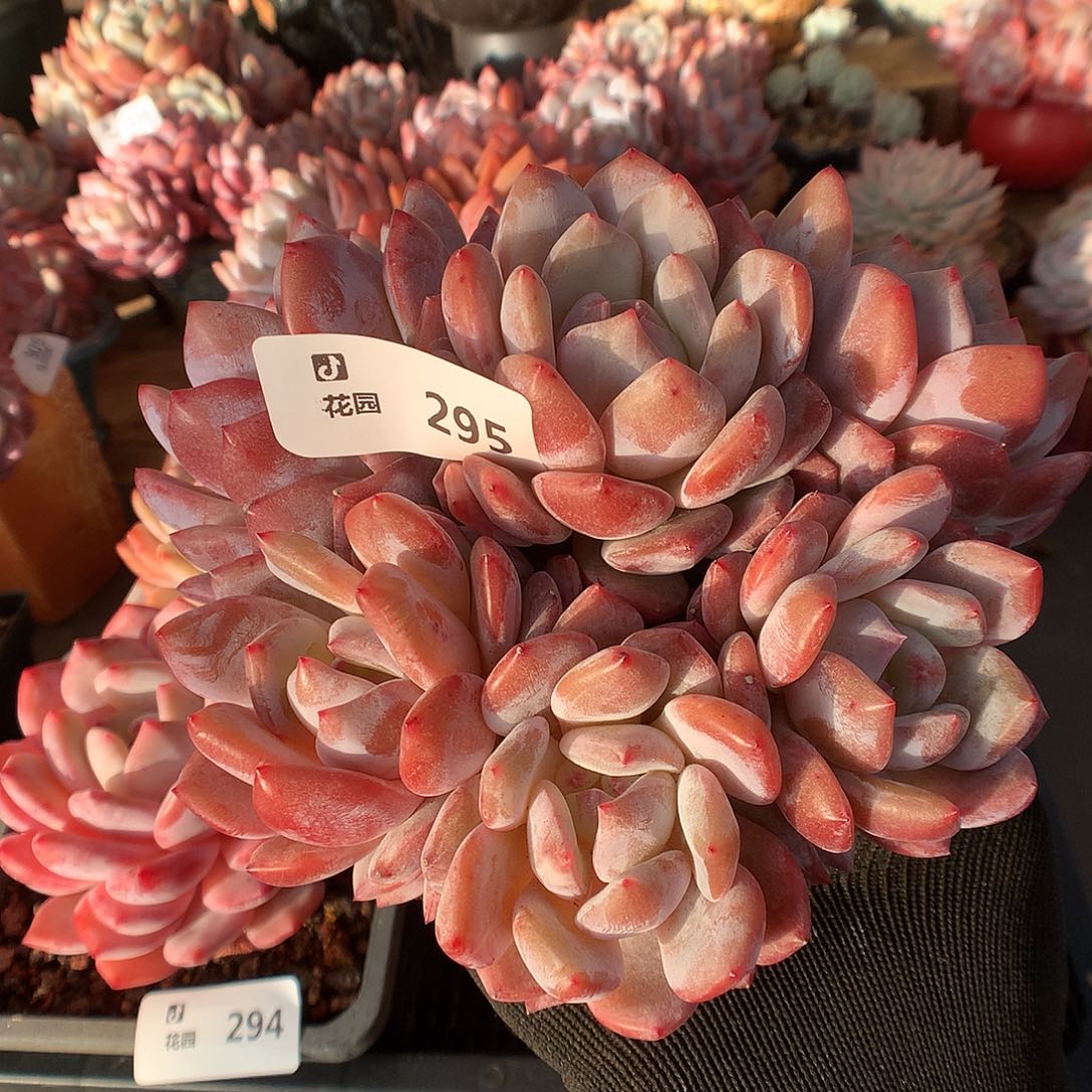 295雪天使多肉植物66663
