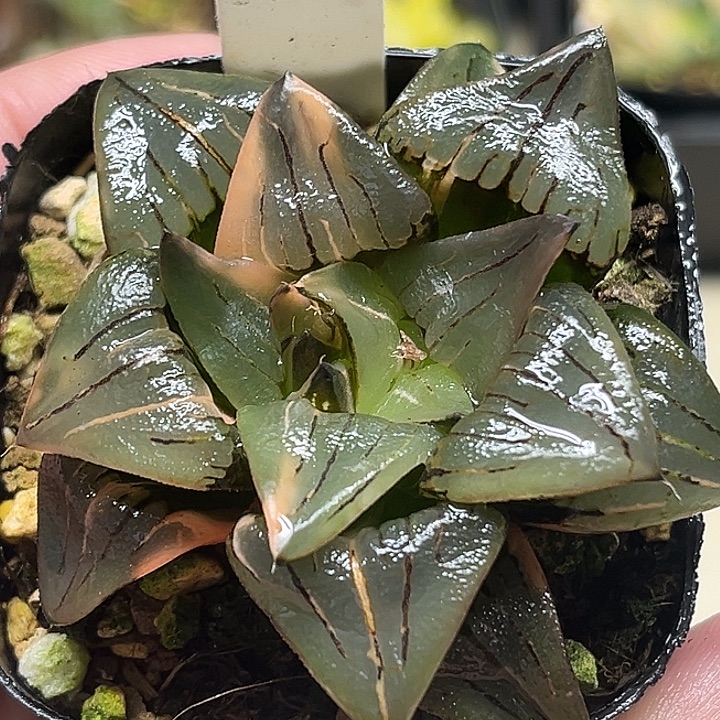 319大窗双头红纹寿锦