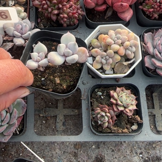 185奶油公主多肉植物多