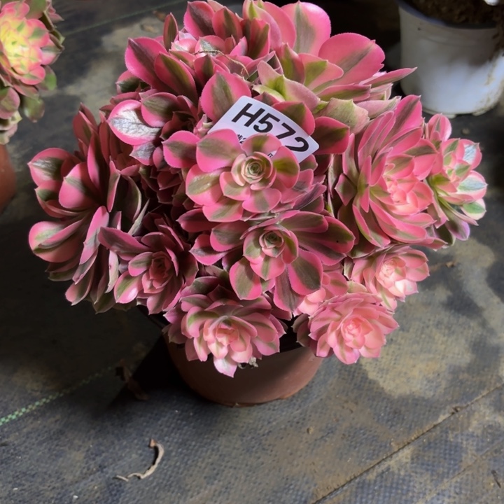 瑞妈，，，。。。572女巫，