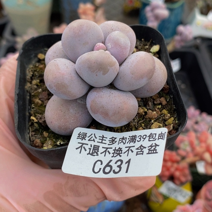 芭比奶洛5cm631多肉植物
