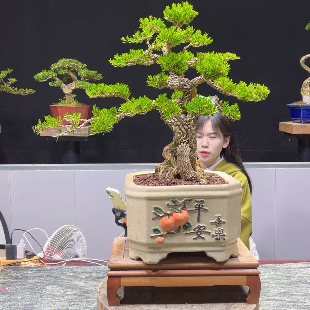 四季常青老桩黄桩盆景