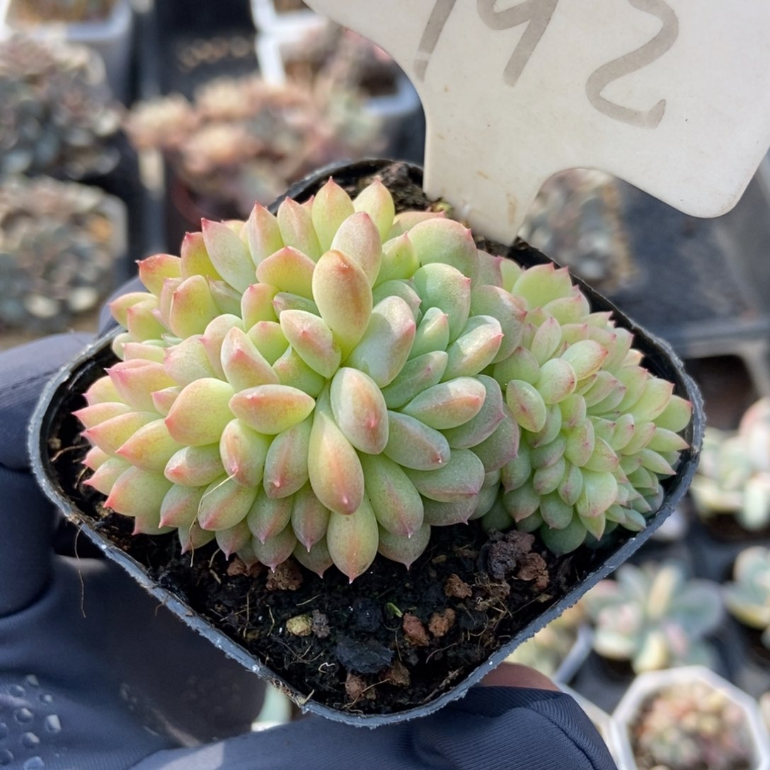 992干冰缀多肉植物保护