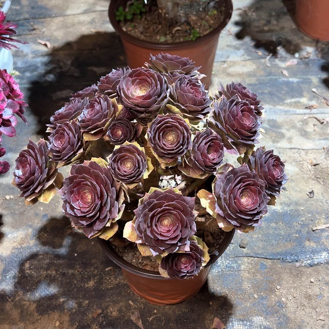 112多多肉多肉多肉多肉多肉多肉多肉