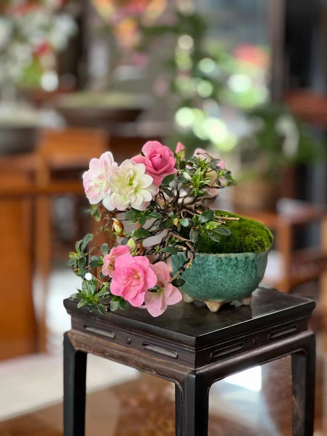 鹃之舞皋月杜鹃花开花多色四季花开耐寒耐热室内室外绿植盆栽