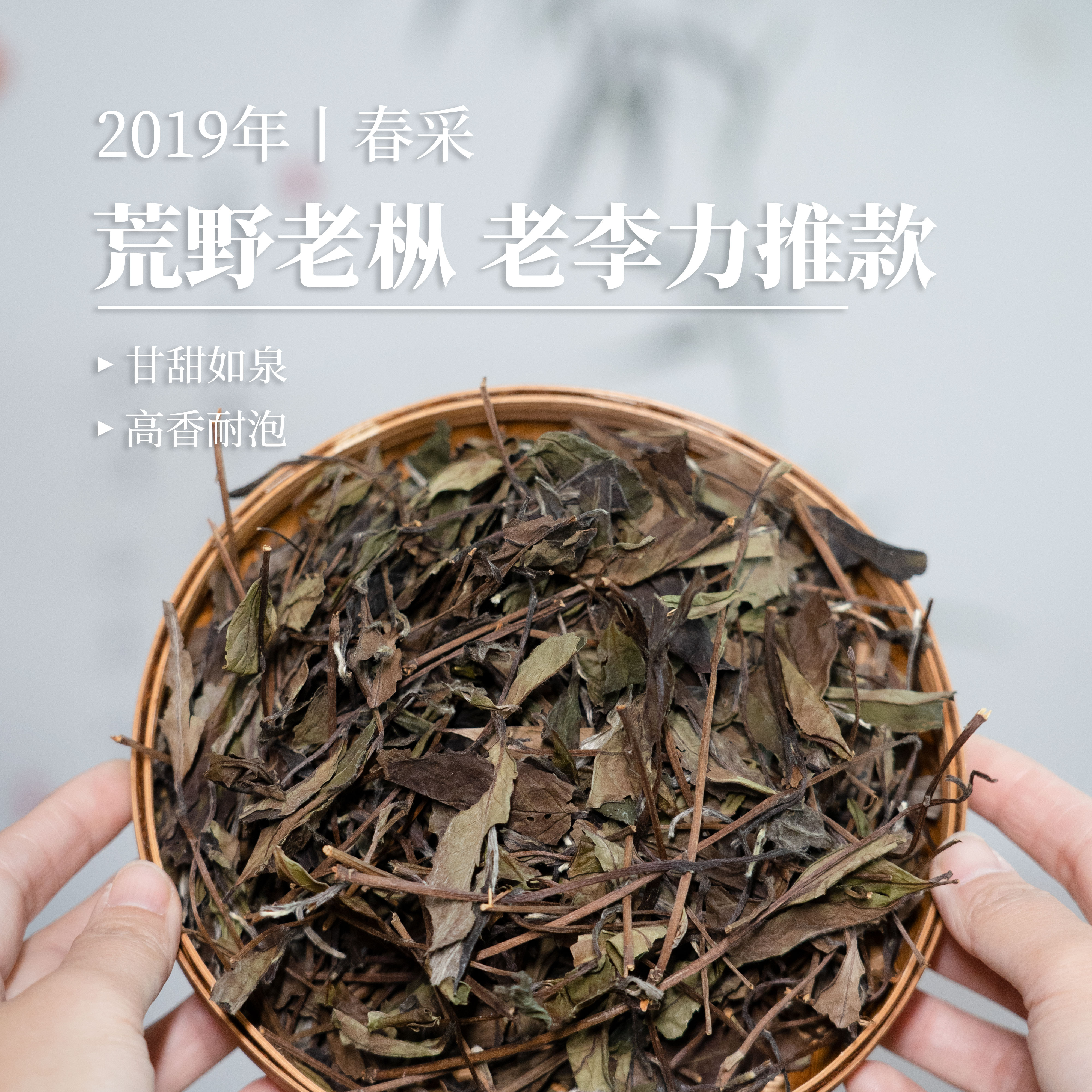 【老基地全荒野茶】2019年荒野老枞丨枞林80年 梗多甜 果香蜜甜