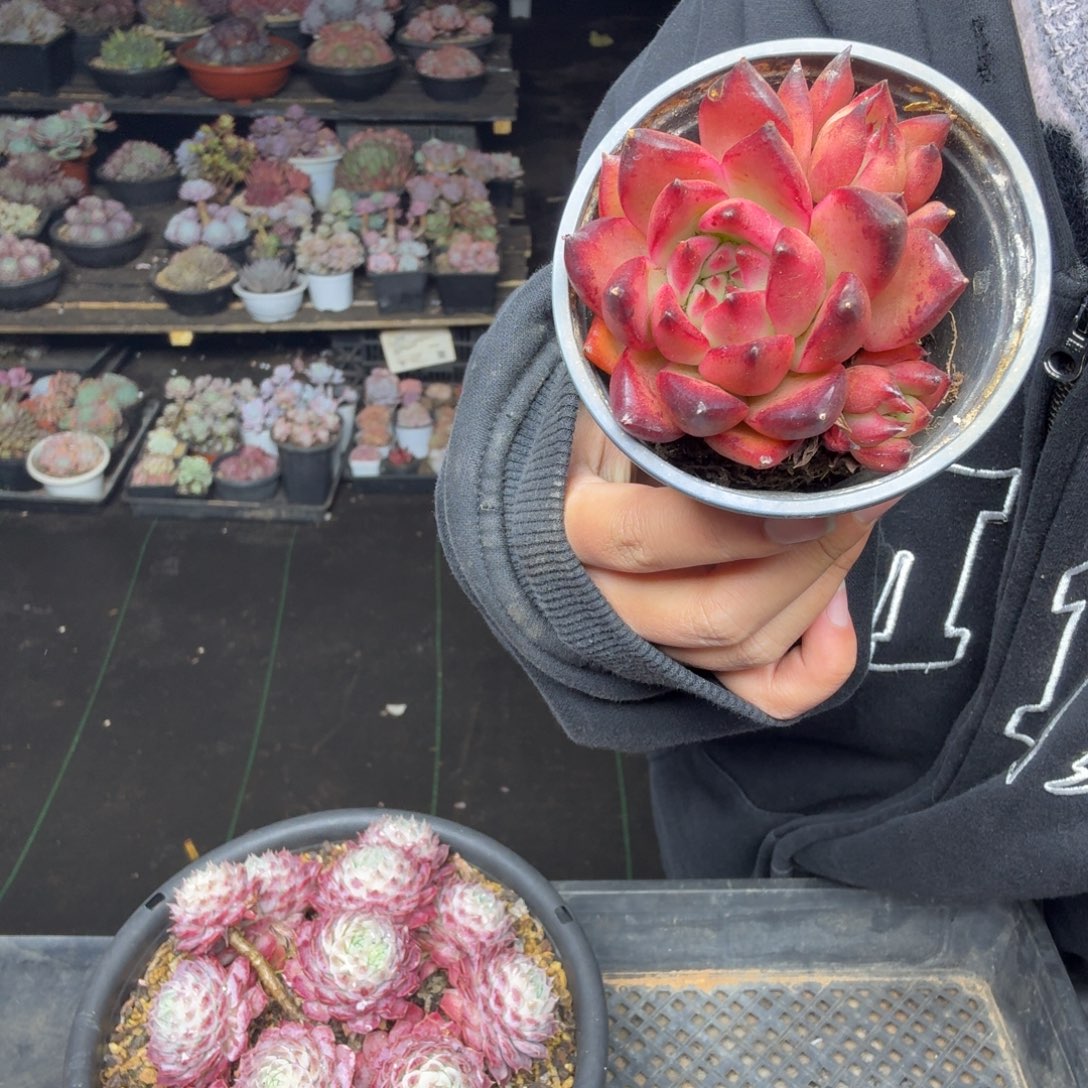 正***意004香槟一颗一物一拍