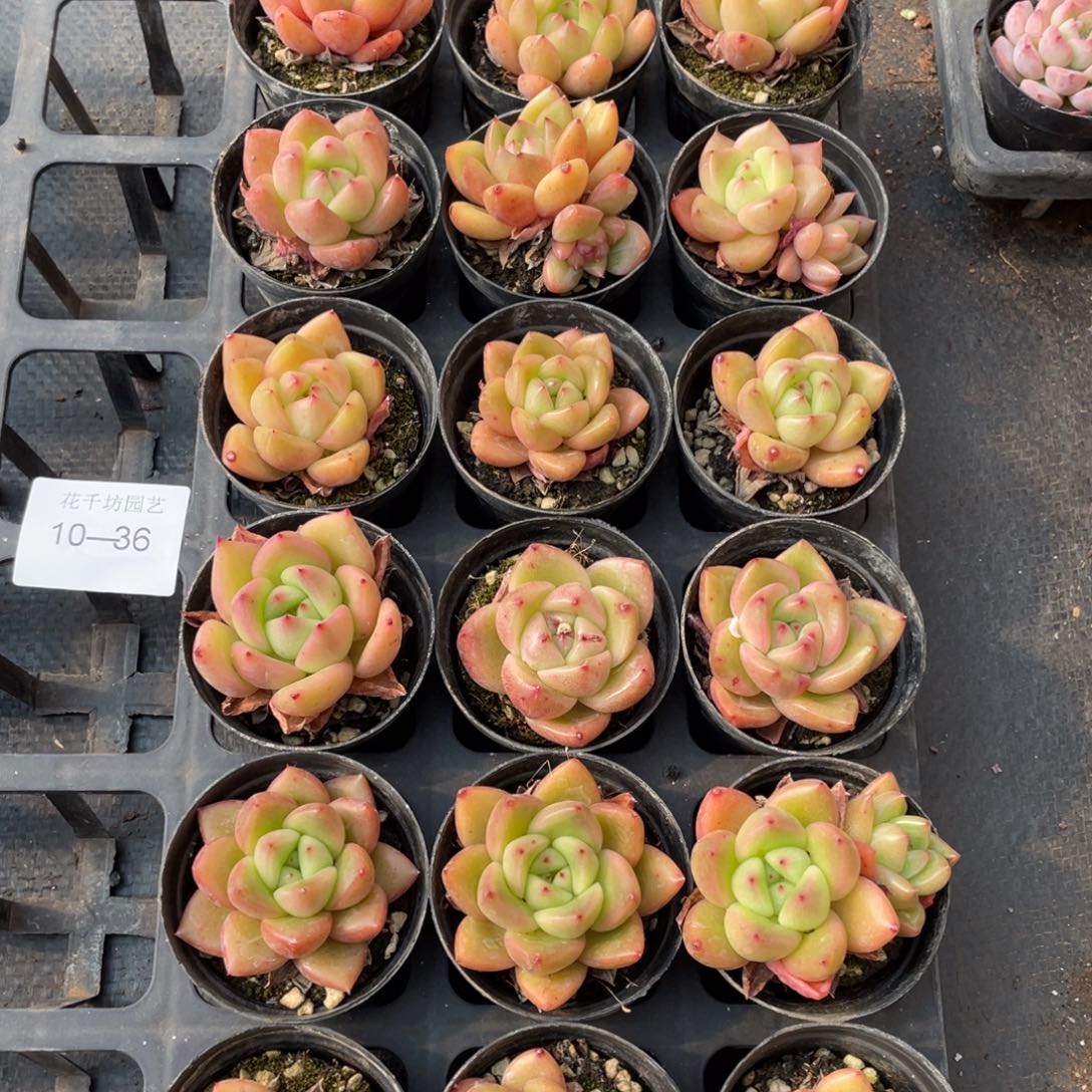 一物一拍18颗10-36