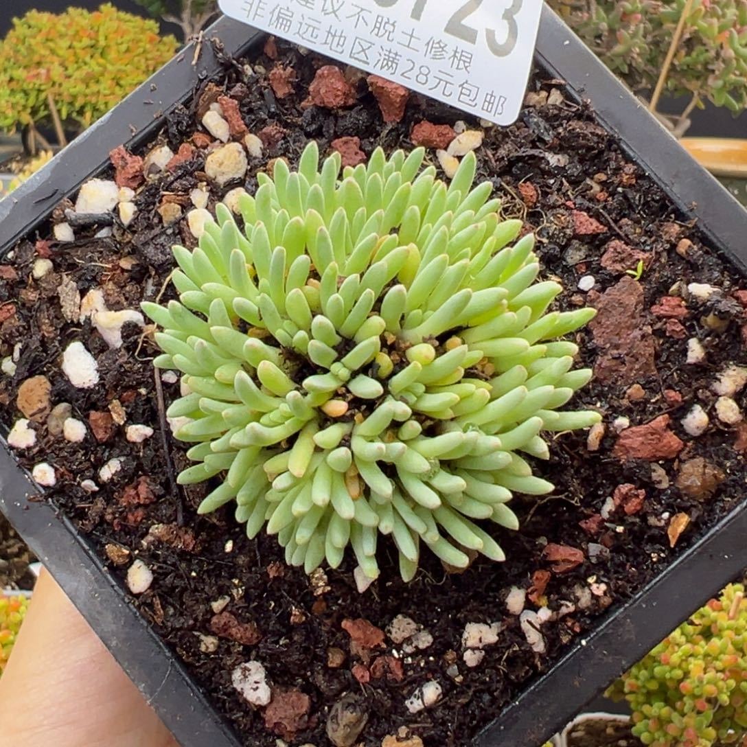 茶***辞dy3723葵珊瑚开花好看