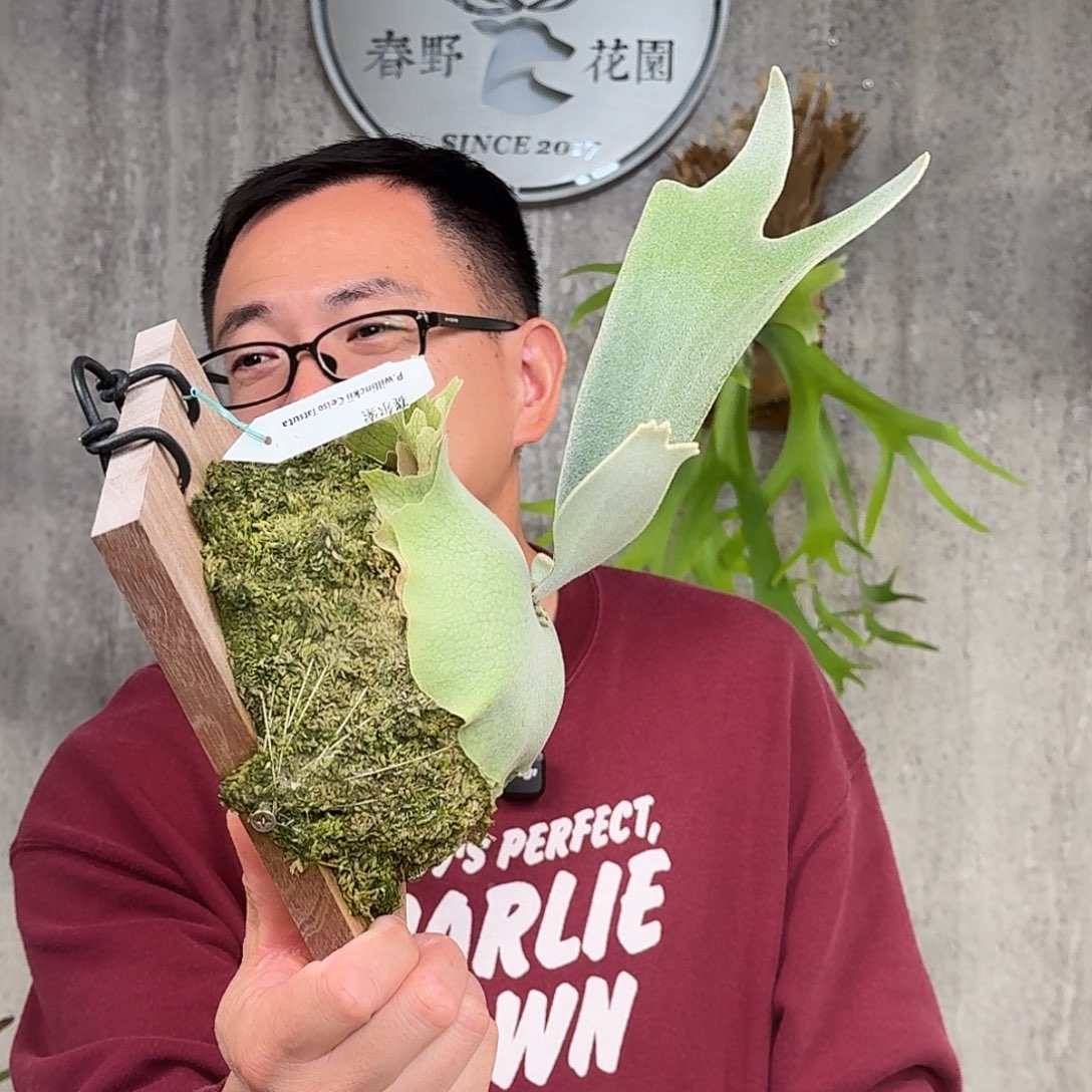 完全开放赛尔索鹿角蕨春野花园