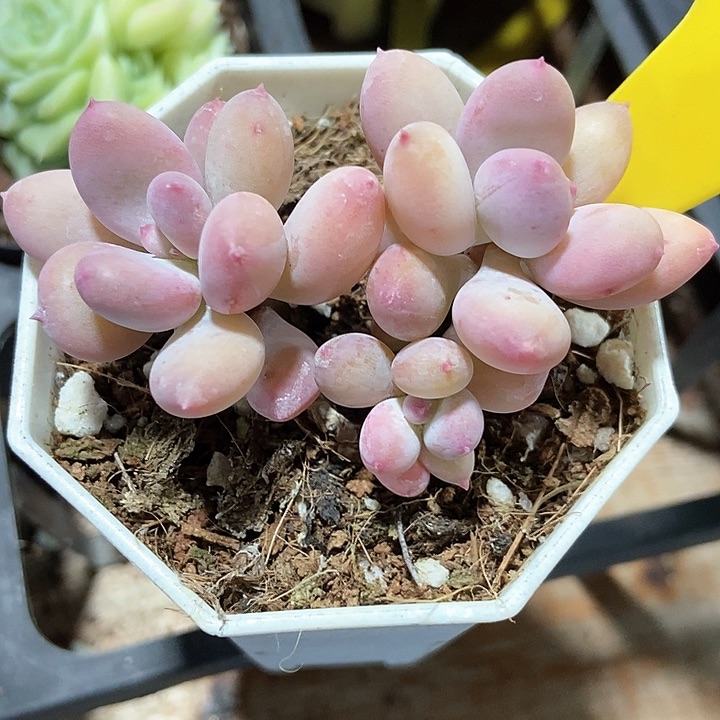 多肉植物彩虹奶890