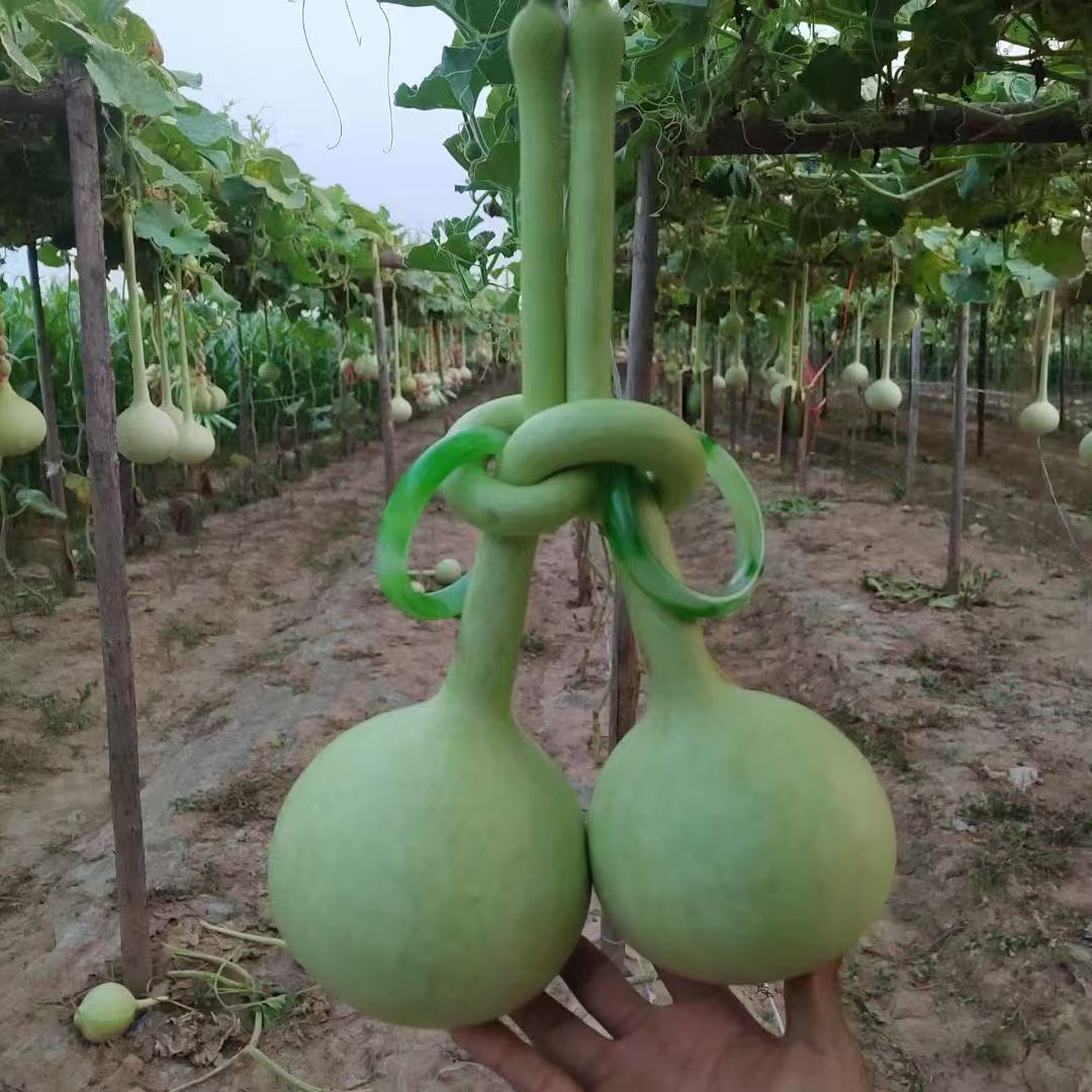 胖哥葫芦房文玩葫芦  手把件