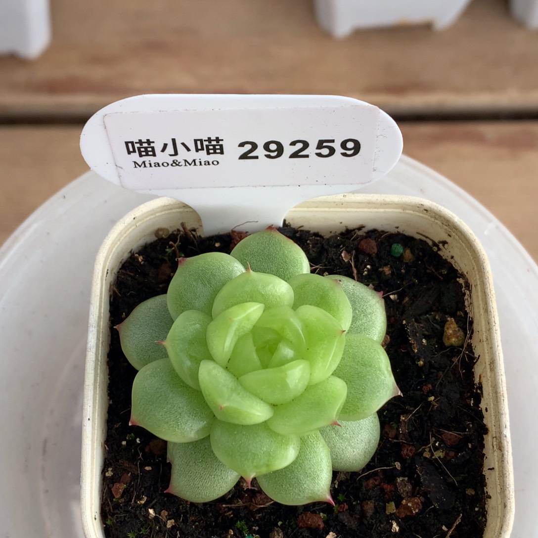 @****多肉植物杂交珍妮