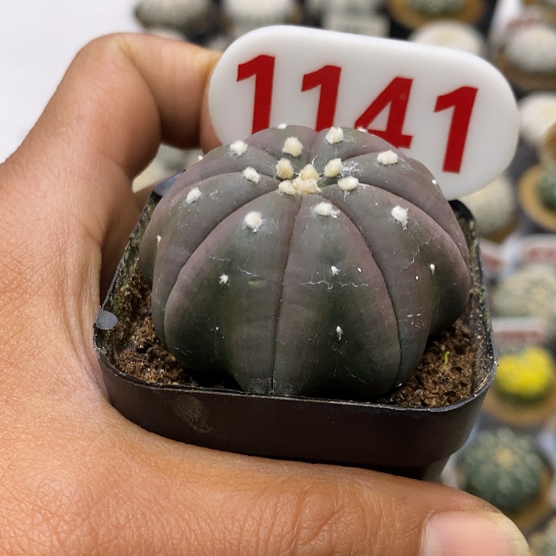 漫***步1141福利特价来了打特价