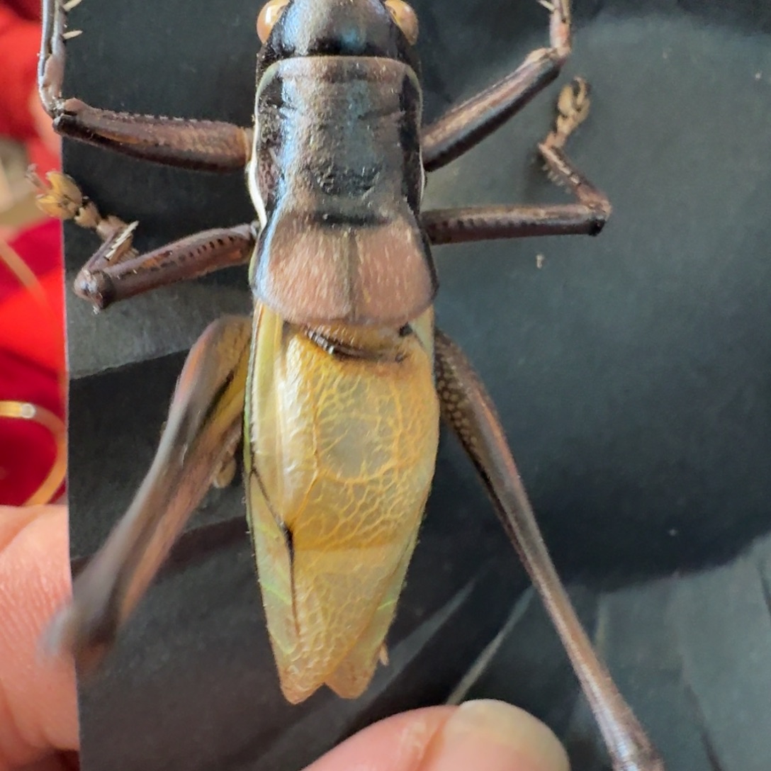 竹***声蝈蝈哈哈哈哈哈哈好