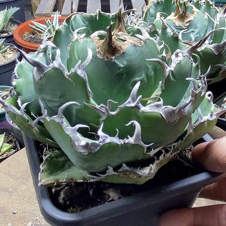 眼***儿大白鲸。          