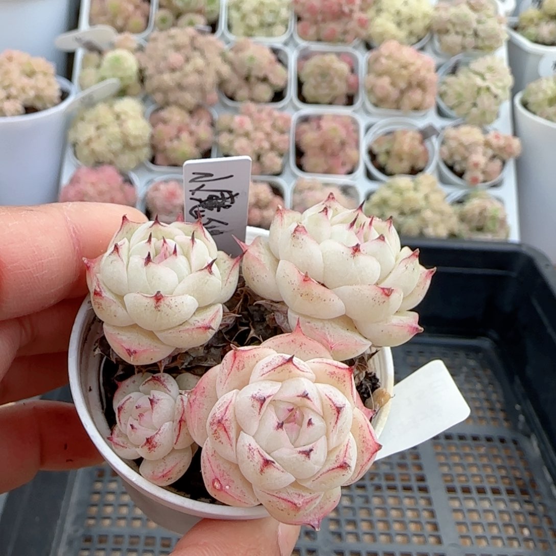 【闪购商品】0215-3边线包子