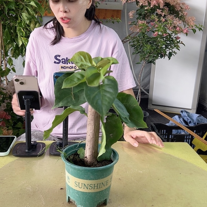 三角梅印度画报掌中宝一颗