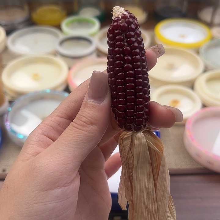 鸣虫虫具一个包邮