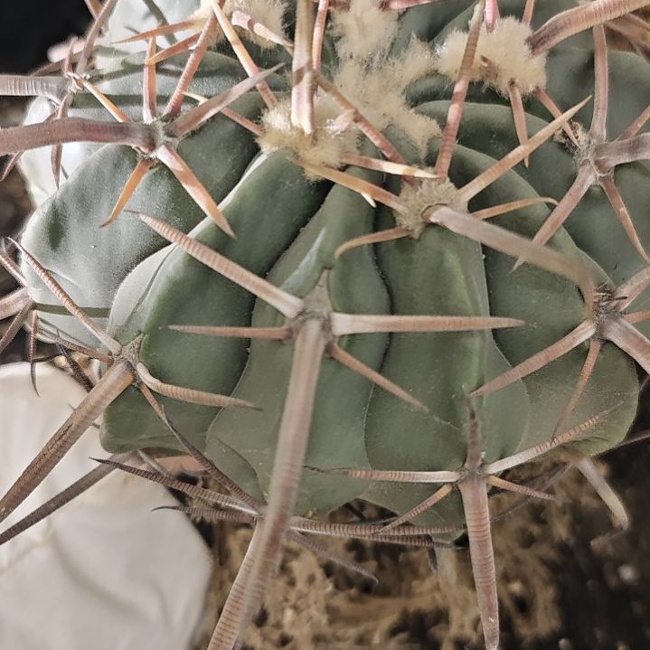 一物一拍，凌波仙人球！20cm+