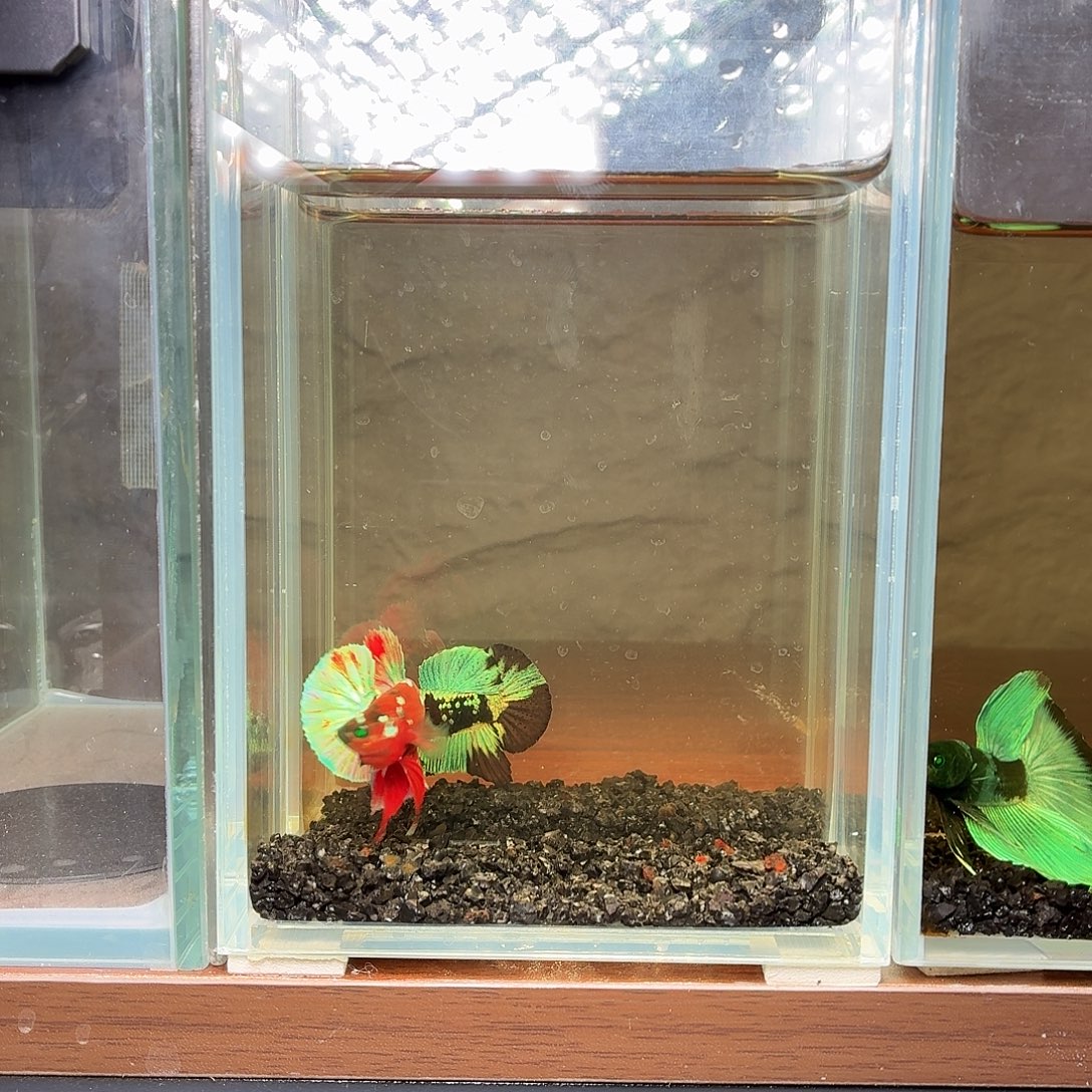 斗鱼彩金红魔将军