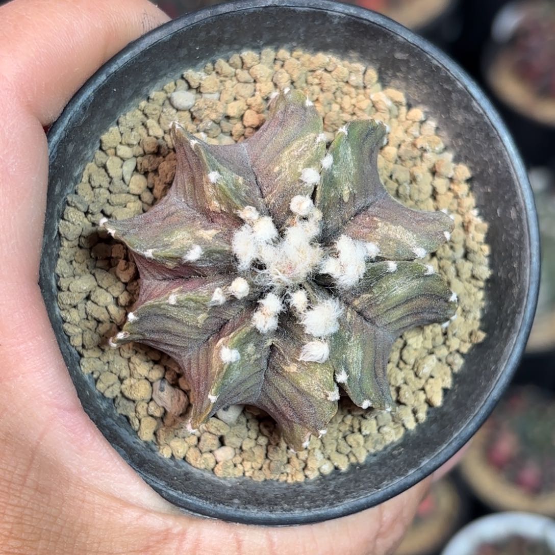 泰系天使之翼米哈仙人球116