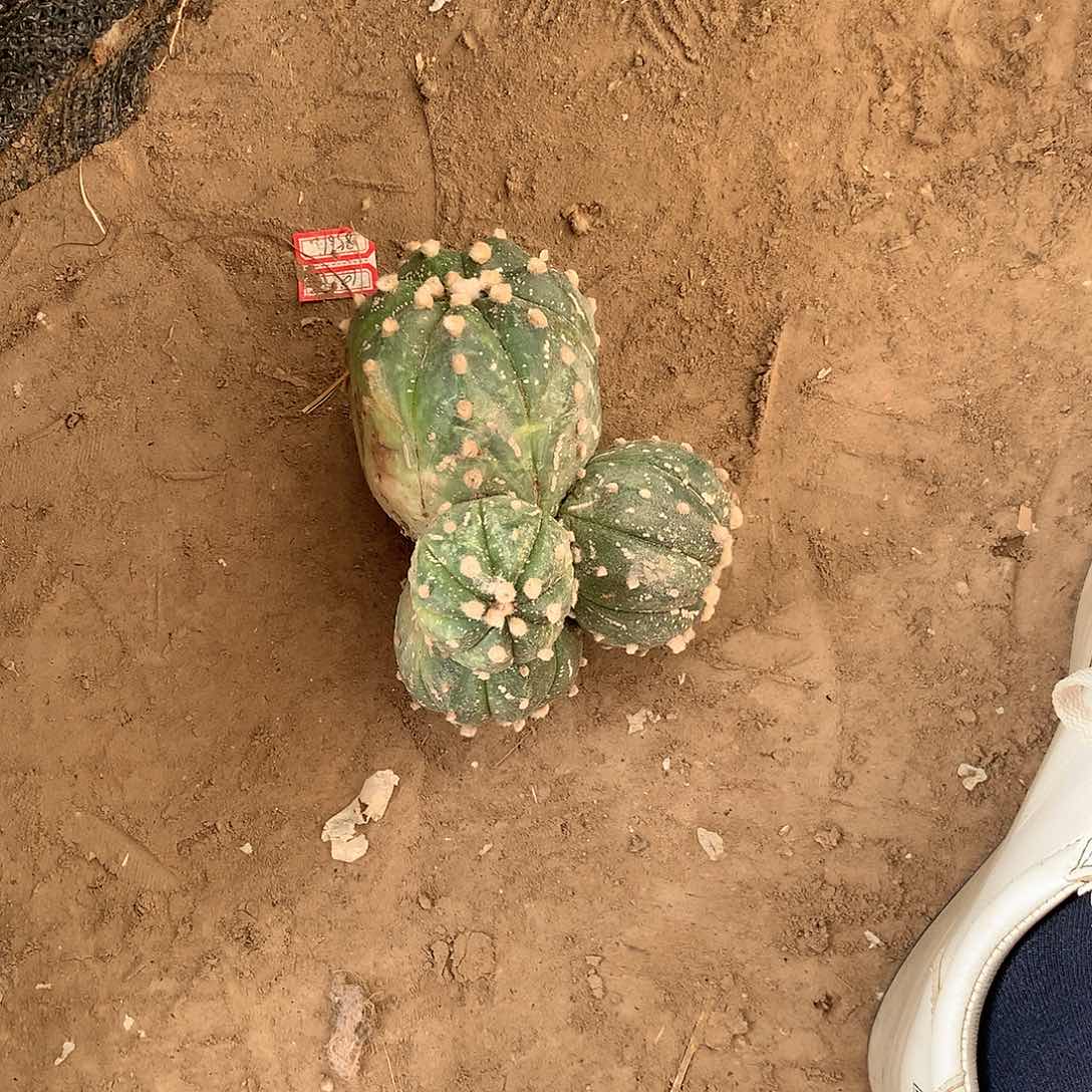 【闪购商品】一兜兜兜兜