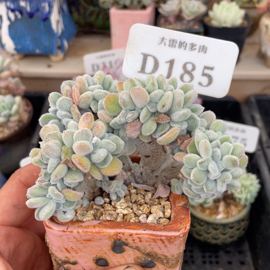 185雪晃星不带盆10厘米