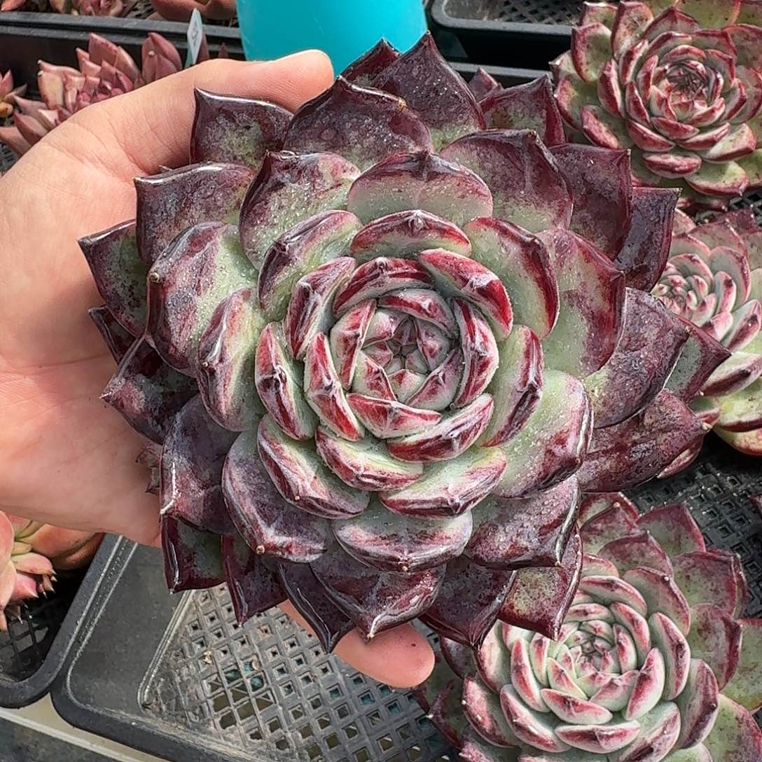 从前慢花园多肉编号-红拉糖