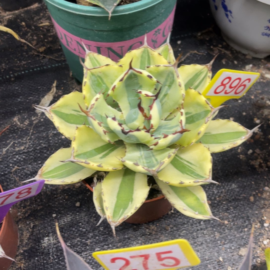 吉祥冠宽覆轮锦龙舌兰