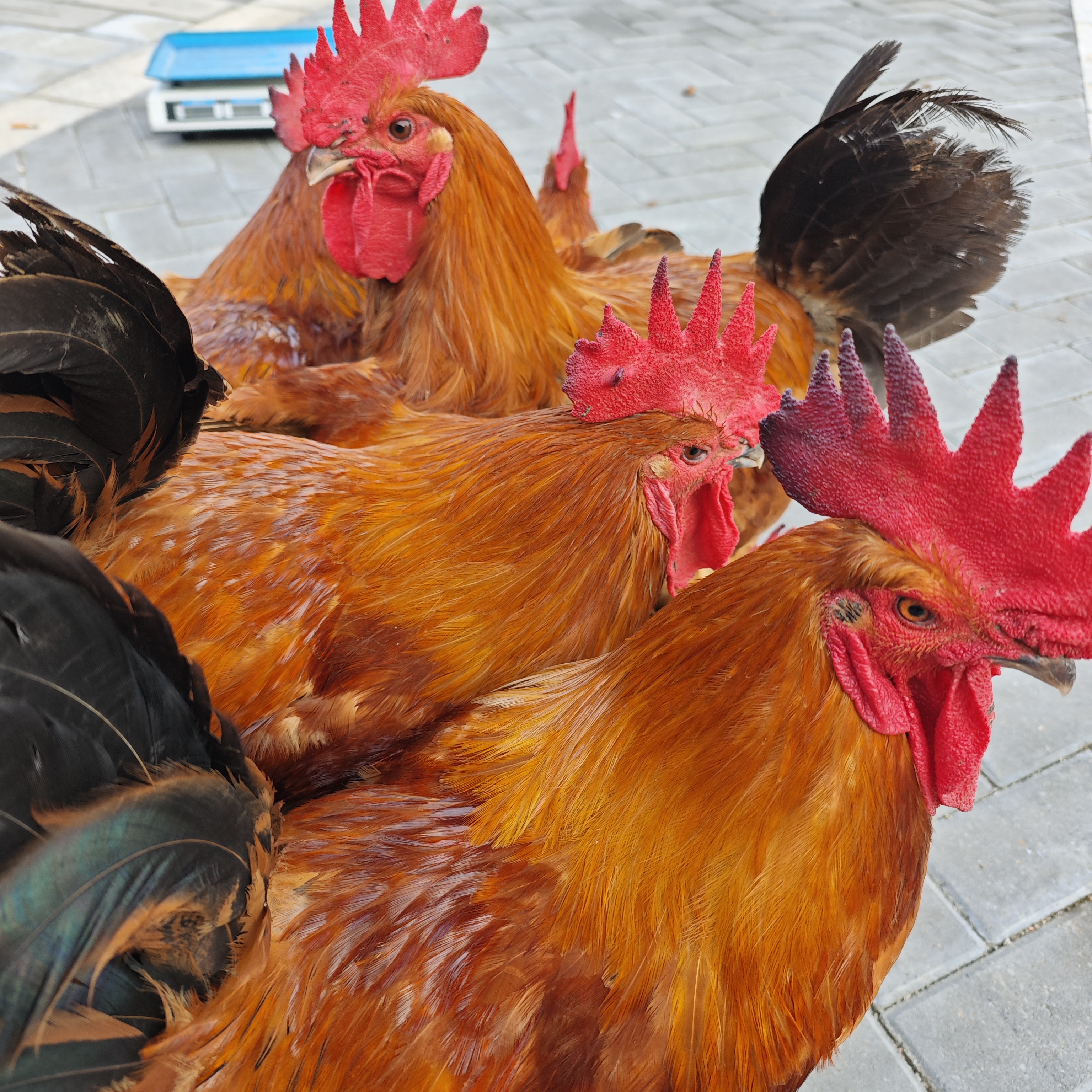 【工会补贴】肥西土公鸡养殖4个月  京东生鲜快递