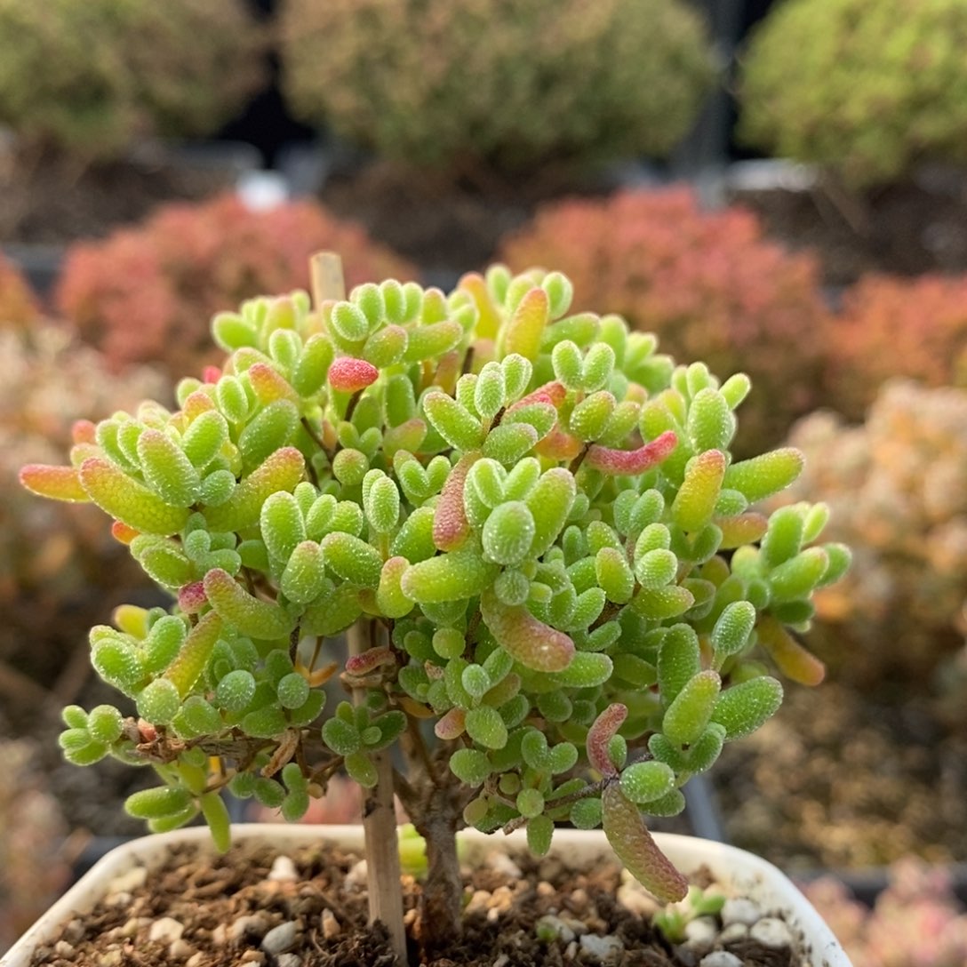 蜜橘糖球7093枝干番杏