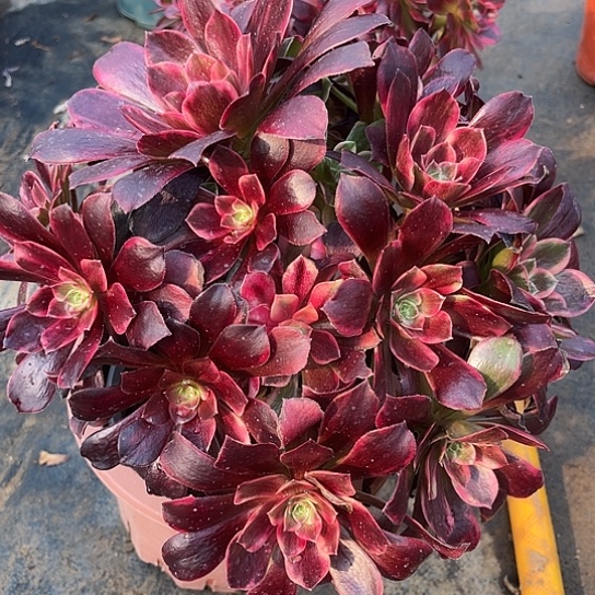 多肉植物法师96号