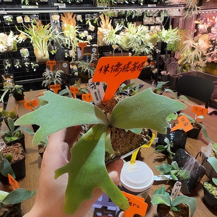 无花朵鹿野直播间购买侏儒塔苏塔