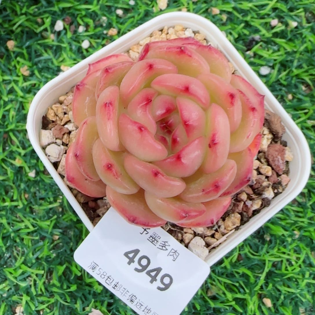 青兰珍妮，4949多肉植物