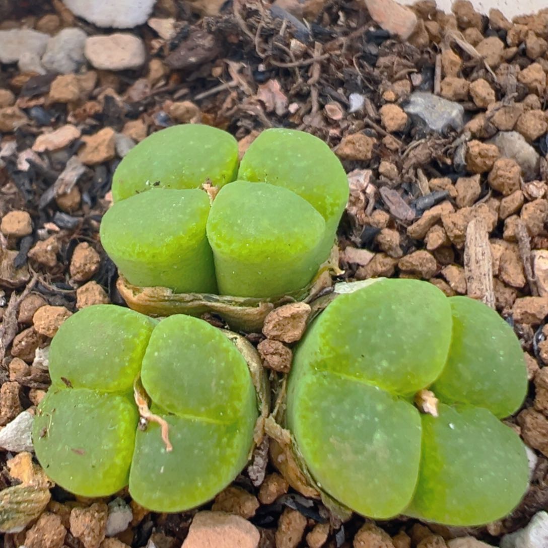 61多肉植物百科知识