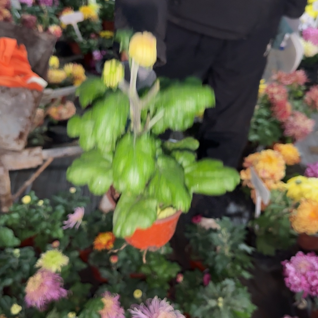 十***。全部花朵独本荷花一颗