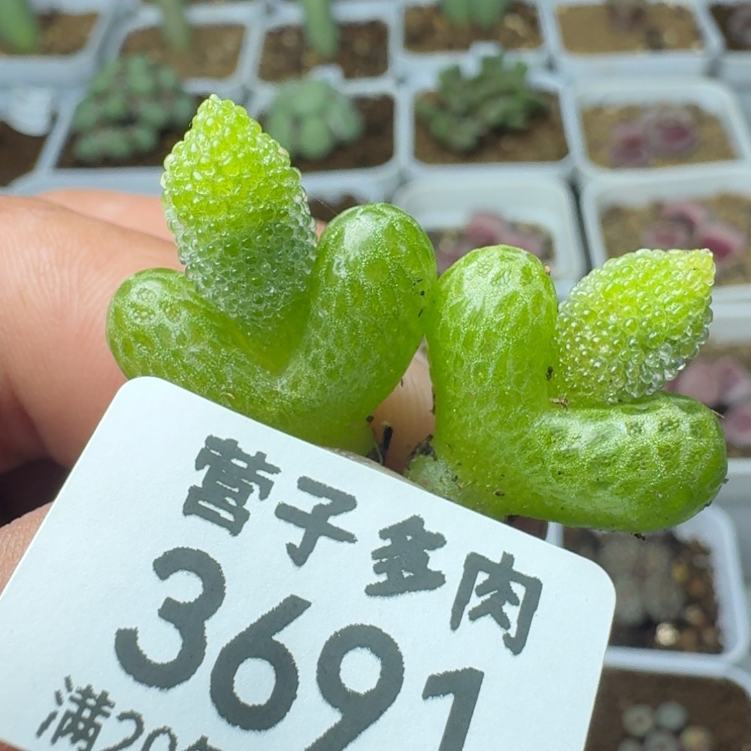 妖奇玉两颗                   