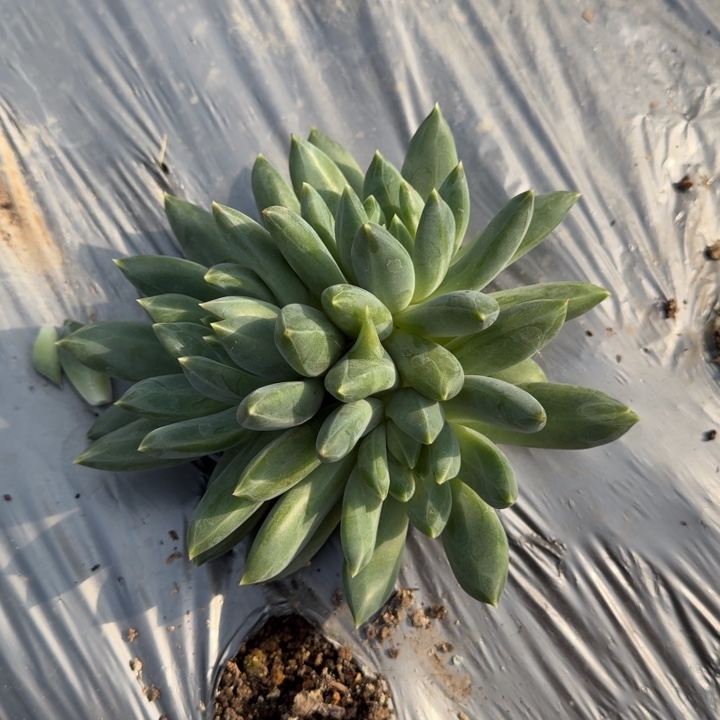 小***喜重楼3头多肉植物绿植