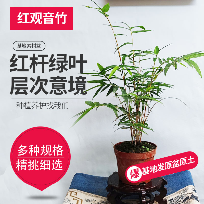 红观音竹基地直发国风绿植竹盆栽简单好养护的基地盆花卉绿植盆栽