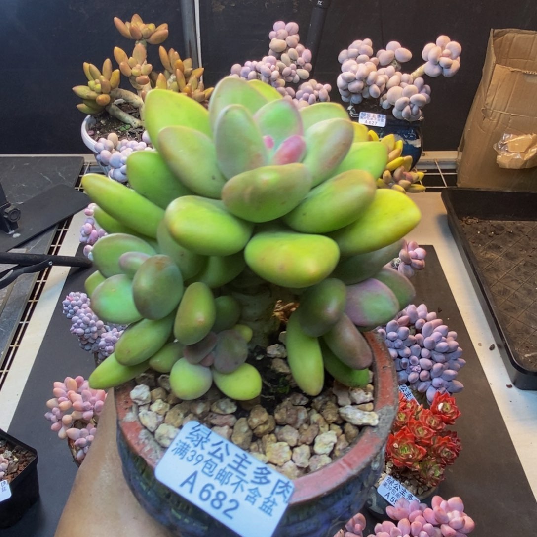 682芒果奶多肉11c m