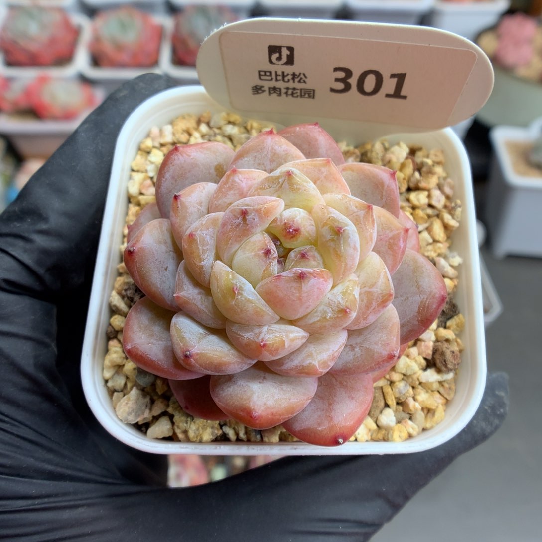 301 巧克力溏心多肉